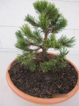 Pinus densiflora Edsal Wood 1